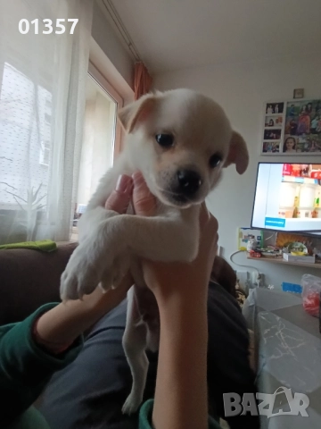 Чихопинчер , снимка 5 - Чихуахуа - 52404586