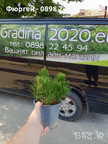 Джуджевиден Клек / pinus mugo var. pumilio Цена 25лв, снимка 9 - Разсади - 45967629