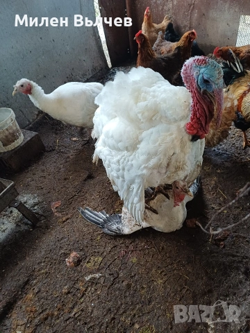 Уплодени пуешки яйца 