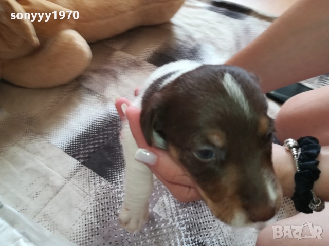 ДЖАК РЪСЕЛ-СЛАДКО КУТРЕ 0909251733, снимка 4 - Джак ръсел териер - 51656880