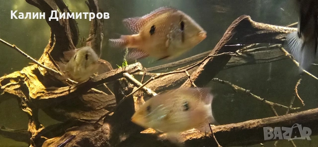 Geophagus Brasilensis , снимка 3 - Рибки - 53640965