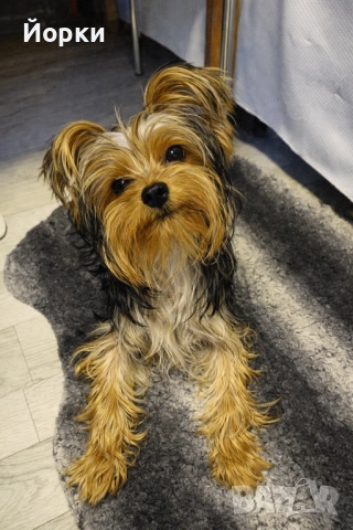 Йоркширски териер