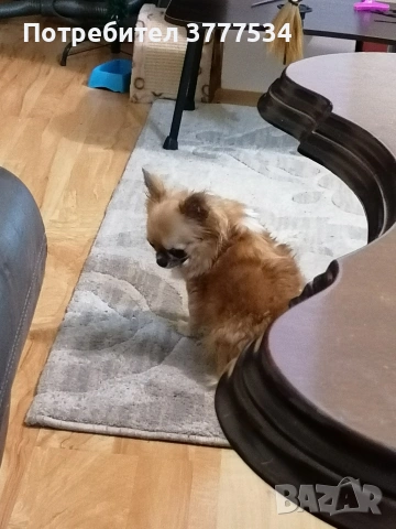 Чихуахуа, снимка 3 - Чихуахуа - 54098977