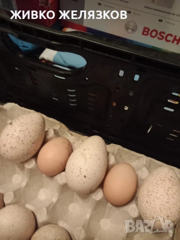 ПРОДАВАМ ОПЛОДЕНИ КОКОШИ ЯЙЦА , ЗА РАЗПЛОД, снимка 10 - Кокошки и пуйки - 53923856