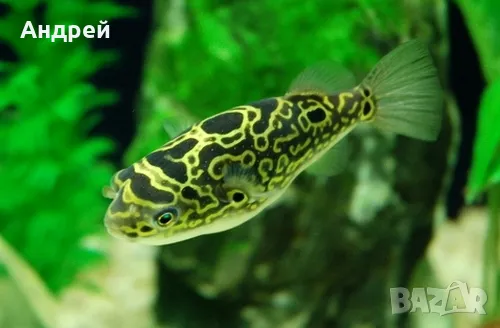 Тетрадон Биоцелатус, снимка 1