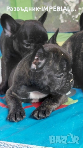 френски булдог-булдочета, снимка 9 - Френски булдог - 54092555