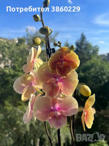 Орхидея фаленопсис, снимка 1 - Стайни растения - 45925992