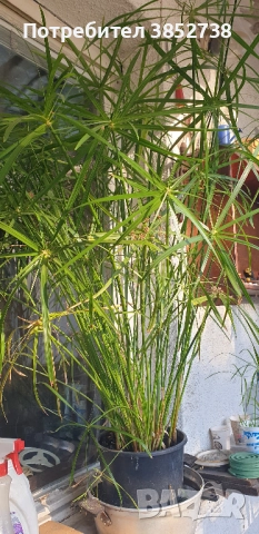 Продавам водни палми