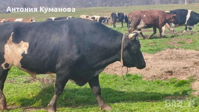 Бик черно шарен ...., снимка 2 - Крави - 53870645