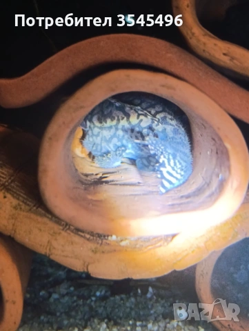 L236 SW, снимка 4 - Рибки - 53978623