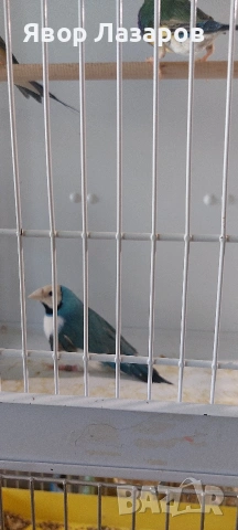 Гудови,чевеногърли,среброклюни амадини, снимка 4 - Амадини - 54303970