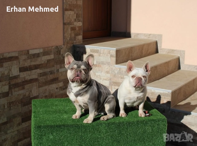 Френски булдог , снимка 5 - Търси партньор - 52724039