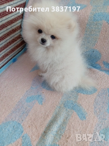 6 мъжки и 1 женско, снимка 11 - Померан - 52996319