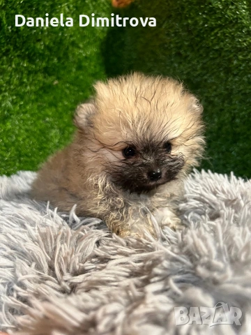 Померан, снимка 3 - Померан - 53167781