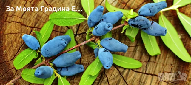 Лоницера Камчатка - Lonicera 