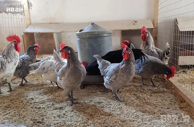 свободни петлета Брезе , снимка 3 - други­ - 53512605