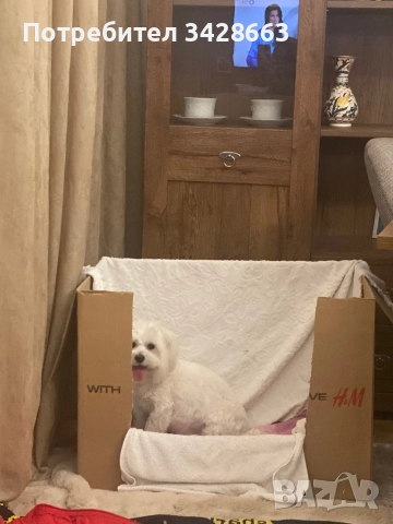 Продавам мини малтийски болонки на 2 мес след поставена първа ваксина на 12.01.2026г, снимка 2 - Болонка - 52882477