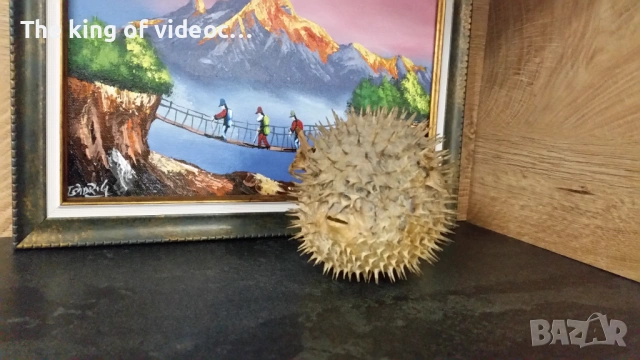 Препарирана риба Фуго  