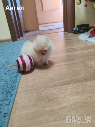 Померан, снимка 11 - Померан - 52946732