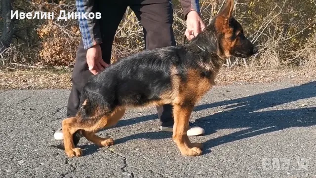 Немска овчарка с родословие от развъдник в Бургас , снимка 1 - Немска овчарка - 47794511