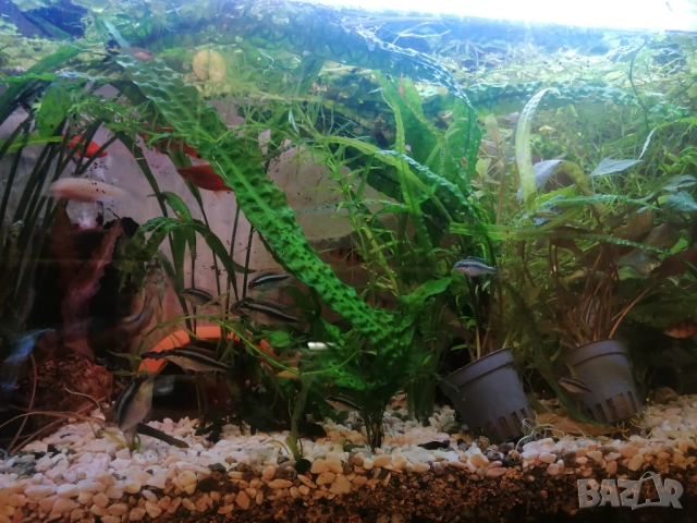 Продавам водни растения за аквариум, снимка 6 - Аквариуми - 52682599