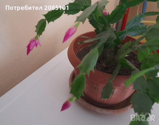 Коледниче, снимка 2 - Стайни растения - 52539915