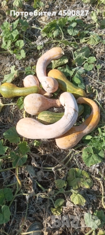 Тикви цигулки за животни, снимка 5 - Други животни - 52163125