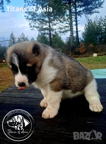 Кученца САО , АЛАБАЙ , Туркменски Вълкодав, снимка 9 - Алабай - 53120501