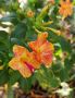  Съмни - мръкни,Мирабилис или Нощна красавица , снимка 1 - Градински цветя и растения - 45201466
