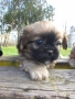 бебета Пекинез , снимка 5