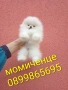 Бели мини Померани. Реални снимки от 04.04.26 г. , снимка 4