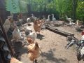 Промоция !Млади пуйки, кокошки Брама, пилета и юрдечки. Пчелни отводки, снимка 3