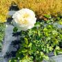 Храстовидни рози!!, снимка 1 - Градински цветя и растения - 45702417