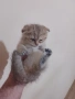 продавам шотландски клепоухи котета, снимка 4