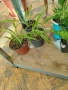 Стайни цветя- Хоя /Восъчниче (Hoya Carnosa), Сансевиера мини, Хлорофитум, Традесканция Зебрина, снимка 9