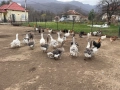 Продавам Гъски, снимка 2