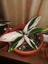 Строманте Триостар, снимка 1 - Стайни растения - 45542898