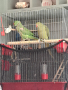 Двойка папагали малък Александър Намаление за месеца!, снимка 8