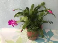 Коледниче/schlumbergera снимки 16.01.2025, снимка 6