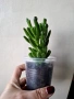 Красула, crassula ovata hobbit, снимка 4