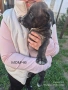 Малки бебета питбули, снимка 9