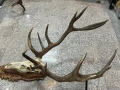 Еленово рога с череп и дърворезба, снимка 1