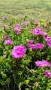 Делосперма (Delosperma cooperii), вечнозелено многогодишно сукулентно растение, снимка 7