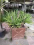 Продавам палма Юка / Yucca, 30 годишна, 1.2 м. височина, 2 броя., снимка 1