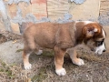 Кученца АЛАБАЙ(САО), снимка 8