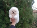 Померан. Бяло момче. Реални снимки!, снимка 2