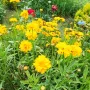 Кореопсис, Coreopsis Grandiflora 'Early Sunrise', снимка 13