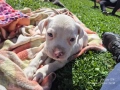 Малки бебета питбули , снимка 7