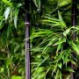 100 бр. ЧЕРНИ бамбукови семена - Phyllostachys nigra - Издръжлив рядък вид вечнозелен черен бамбук, снимка 16