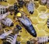 Пчелни майки - Карпатска и Карника - ОПЛОДЕНИ, снимка 1